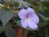 Click to see Achimenes_sp_MauveDelight2.jpg