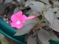 Click to see Achimenes_sp_RosyFrost4.jpg