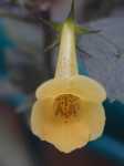 Click to see Achimenes_sp_YellowBeauty2.jpg