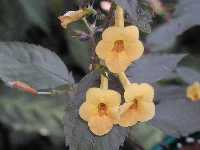 Click to see Achimenes_sp_YellowBeauty8.jpg