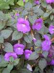 Click to see Achimenes_grandiflora_PurpleKing3.jpg