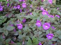 Click to see Achimenes_grandiflora_PurpleKing4.jpg